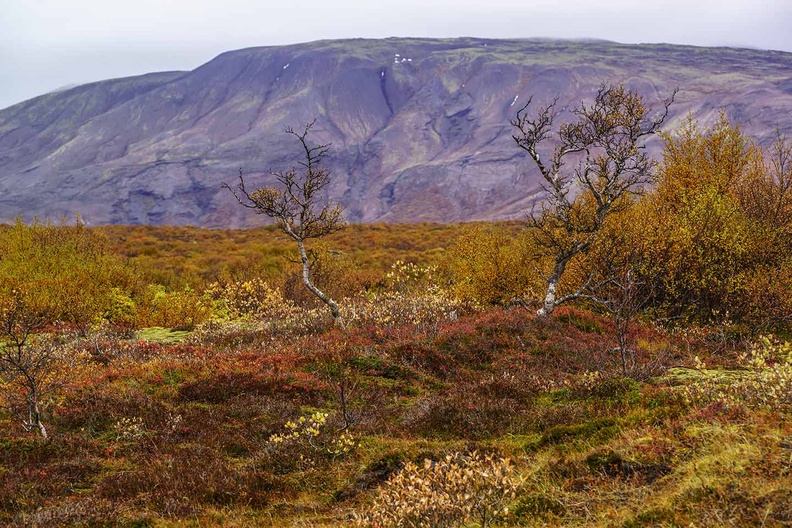 Исландска растителност