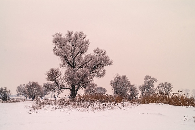 Дървото и зимата