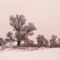Дървото и зимата