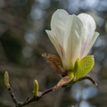 20150418_DSC6005-magnolia.jpg